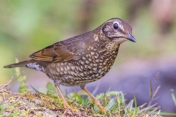 view of a beautiful bird in nature