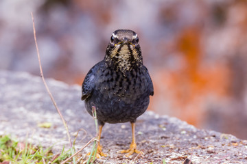 view of a beautiful bird in nature