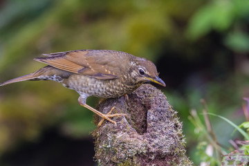 view of a beautiful bird in nature