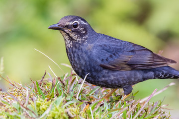 view of a beautiful bird in nature