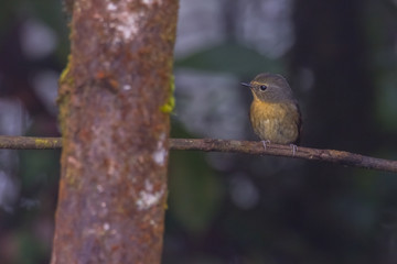 view of a beautiful bird in nature
