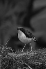 view of a beautiful bird in nature