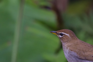 view of a beautiful bird in nature