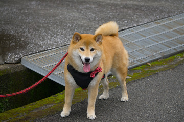 柴犬