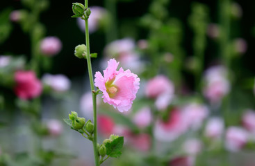 Obraz premium Hollyhock flower blossoms in the park