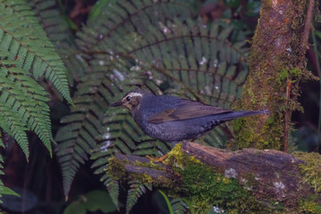 view of a beautiful bird in nature