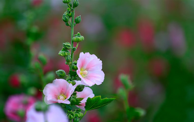 Hollyhock flower blossoms in the park