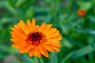 Orange flower of calendula on a flowerbed in a summer garden close-up