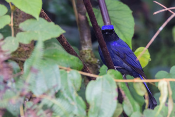 view of a beautiful bird in nature