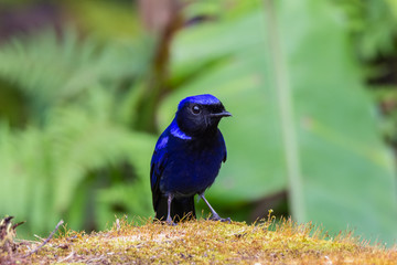 view of a beautiful bird in nature