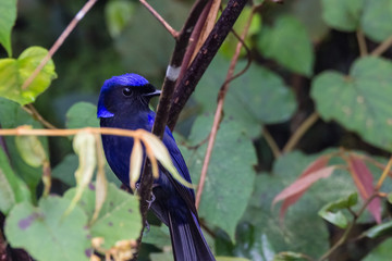 view of a beautiful bird in nature