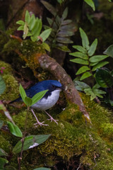 view of a beautiful bird in nature