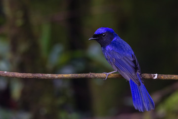 view of a beautiful bird in nature