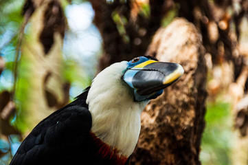  toucan posing on a branch with his head bowed