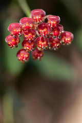Hoya DS-70 Flower Blooms with Nectar