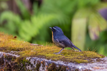 view of a beautiful bird in nature