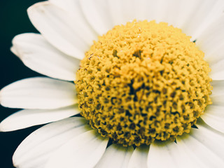 daisies on white background