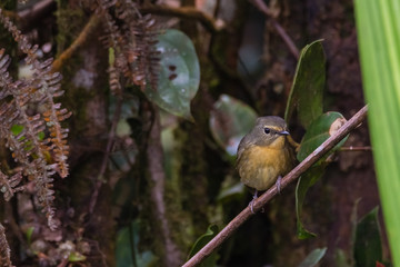 view of a beautiful bird in nature