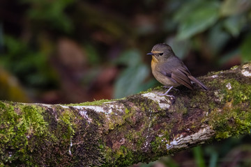 view of a beautiful bird in nature