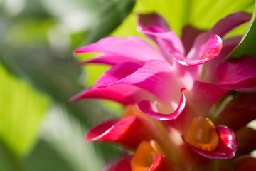 Hidden Ginger Curcuma Flower