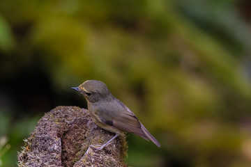 view of a beautiful bird in nature