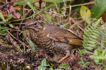 view of a beautiful bird in nature