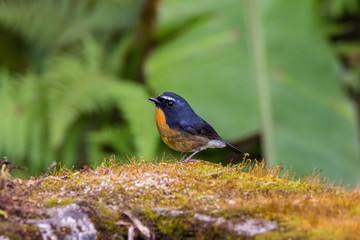view of a beautiful bird in nature