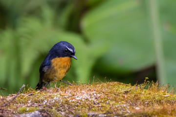 view of a beautiful bird in nature