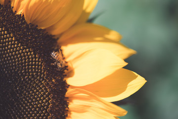 closeup of a bee on a yellow sunflower 4