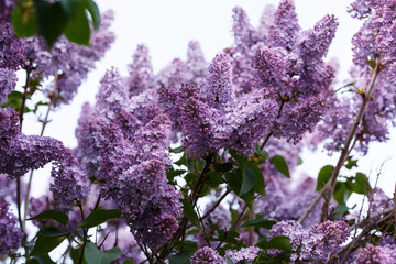 spring flowers in ukraine, closeup of plants