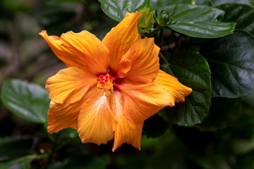 Yellow Hibiscus