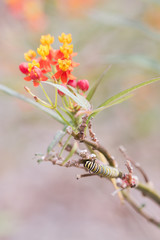 Monarch Caterpillar on Lantana Host Plant in Summer