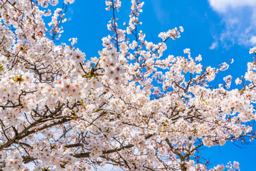 桜