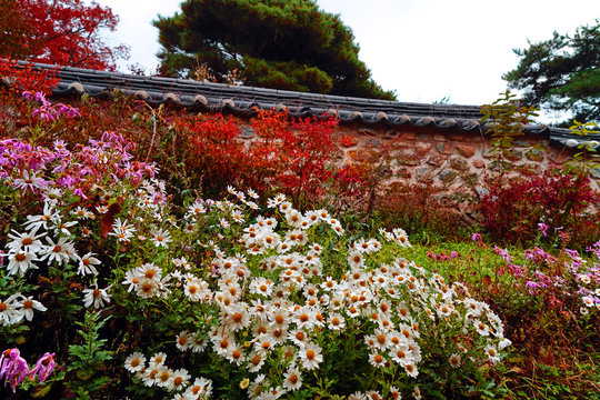 Siberian chrysanthemum(Korean dendranthema) at Korean Buddhist temple in Autumn