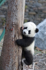 Obraz premium Close up Little Paby Panda , Wolong Giant Panda Nature Reserve, China