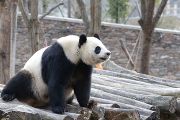 Obraz premium giant panda bear