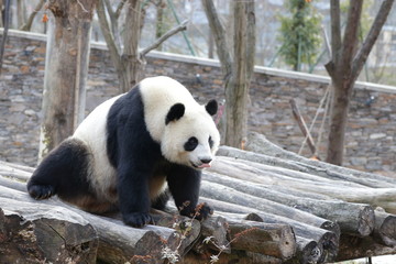 Close up , Beautiful female Panda, Linping, Wolong Giant Panda Nature Reserve, China