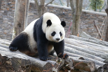 Obraz na płótnie Canvas Close up , Beautiful female Panda, Linping, Wolong Giant Panda Nature Reserve, China
