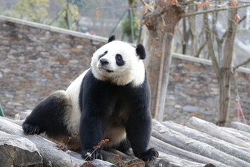 Obraz premium Close up , Beautiful female Panda, Linping, Wolong Giant Panda Nature Reserve, China
