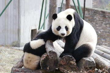 Obraz premium Precious Moment of Mother Panda, Linping , and her Cub, Wolong Giant Panda Nature Reserve, China