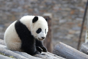 Obraz premium Happy Little Panda Cub, Wolong Giant Panda Nature Reserve, China