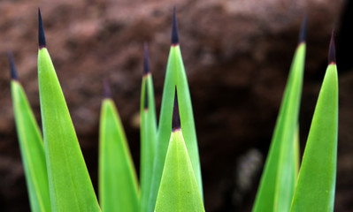 Sharp leaves of a yucca plant. A tropical succulent plant detail. Soft natural background.