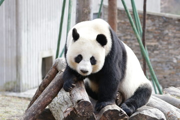 Fototapeta premium Close up Beautiful Face of Female Panda, Lin Bing, Wolong Giant Panda Nature Reserve, China