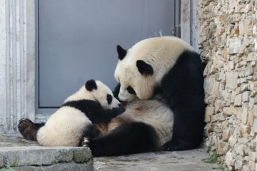 Nursing Time, Precious Moment , Mother Panda, Linping,Wolong Giant Panda Nature Reserve, China and...