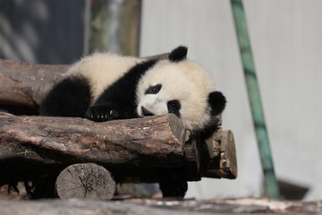 Naklejka premium Close up Sleeping Panda Cub on the Wood Structure, Wolong Giant Panda Nature Reserve, China