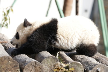Close up Sleeping Panda Cub on the Wood Structure, Wolong Giant Panda Nature Reserve, China