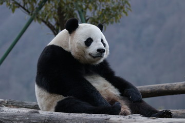 American Born Female panda, Bao Bao, is Chilling out in Winter time, Wolong Giant Panda Nature Reserve, China © foreverhappy