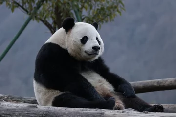 Fototapete Panda American Born Female panda, Bao Bao, is Chilling out in Winter time, Wolong Giant Panda Nature Reserve, China  © foreverhappy