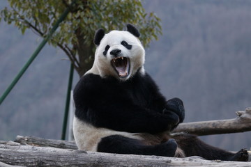 American born Panda, Bao Bao, is Yawning, Panda Paradise , China
