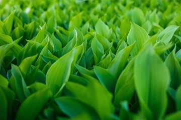 dense leaves of a green plant in the garden